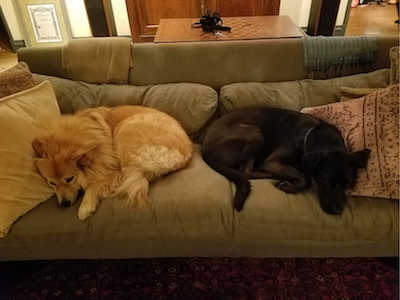 Kita and Sky love wrestling and chasing each other, then napping together when they're done. (Marta Tilley Belanger, Project Policy Analyst II)